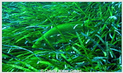 green...hide and seek by Claudia Weber-Gebert 